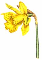 daffodil.jpg