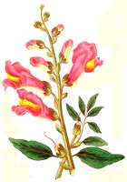 snapdragon.jpg