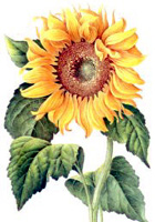 sunflower.jpg